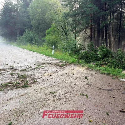 2026-07-18-Baum auf Strasse-01.jpg